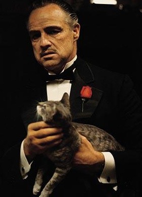 Godfather holding cat